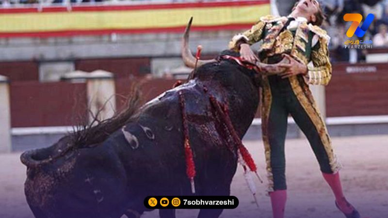 گاو وحشی، جان یک ورزشکار را گرفت!