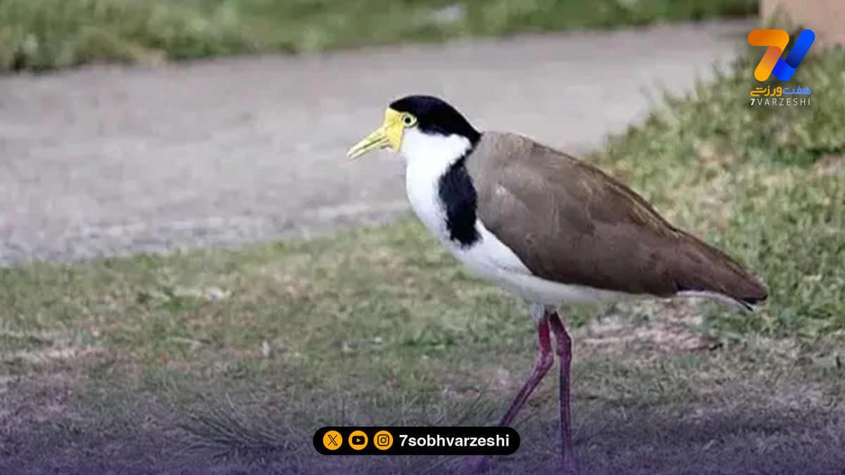 تخم گذاری یک پرنده، زمین فوتبال را تعطیل کرد +عکس