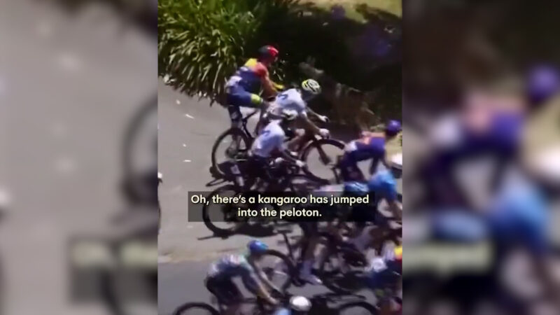 حضور کانگورو در تور دوچرخه سواری استرالیا!