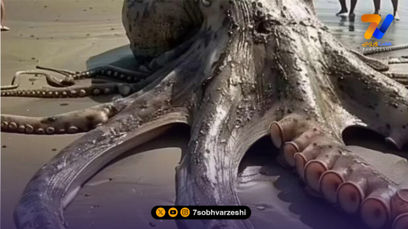 سایه شوم اختاپوس اماراتی بالای سر تیم ملی!